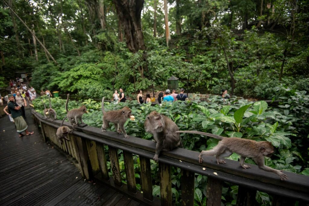 Withdraw Crypto Around Ubud Monkey Forest Withdraw Crypto Around Ubud Monkey Forest